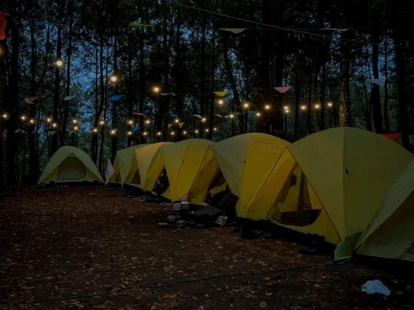 Pine forest camping