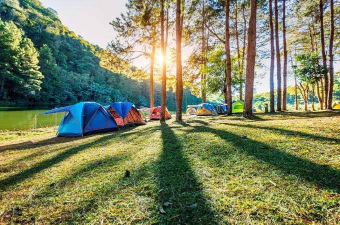 Night Camping Pine Forest
